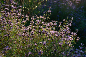 Salvia clevelandii in the sun