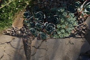 Succulents lining a stone path