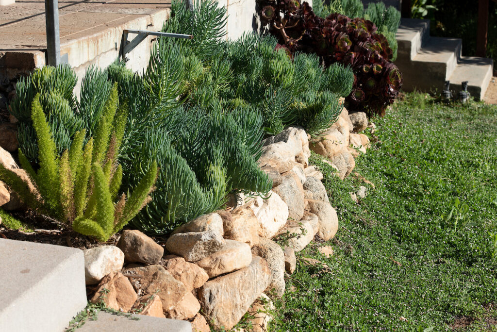 Kurapia lawn bordered by succulents and stones