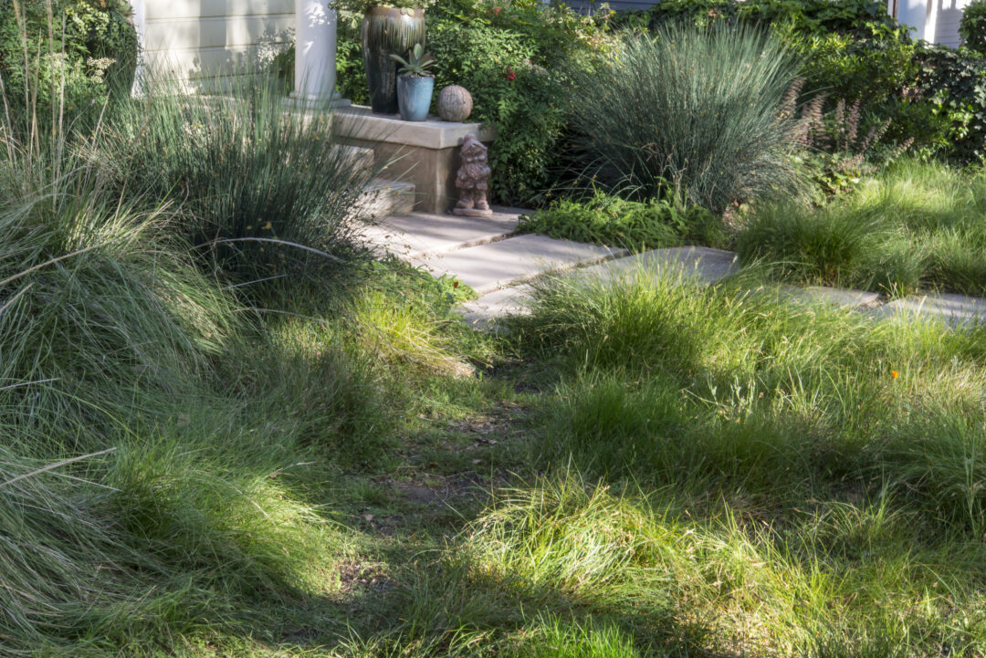 Carex pansa lawn
