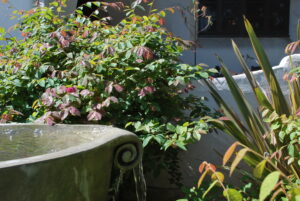 Plants beside a water fountain 