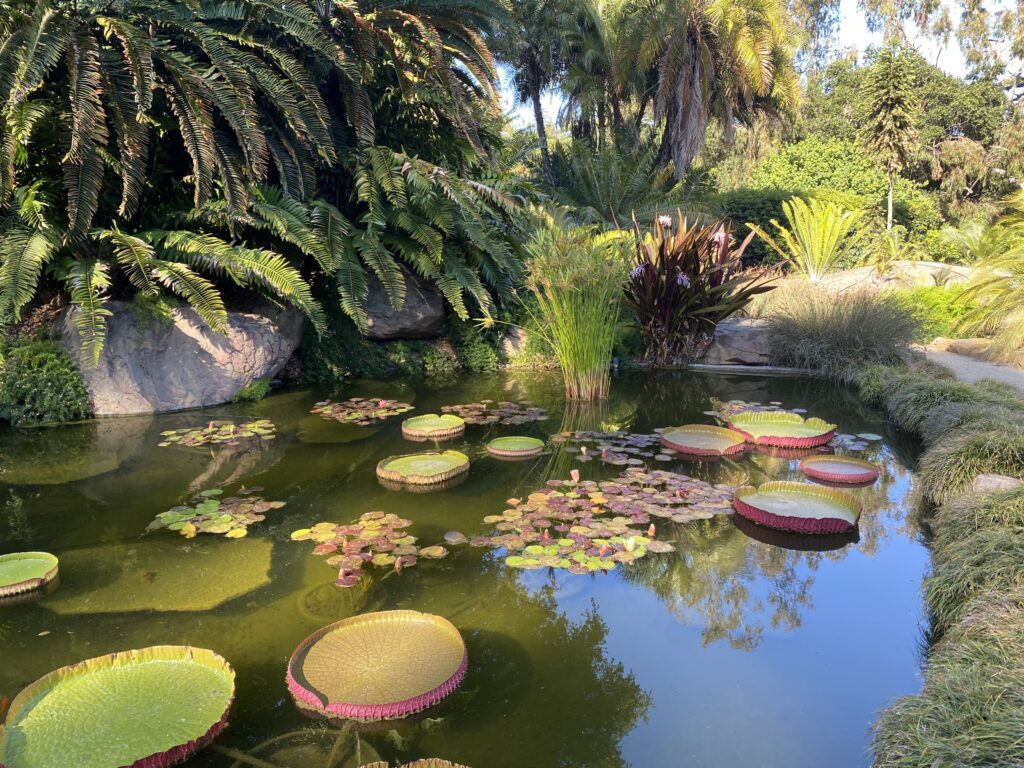 Lily pads in a pond