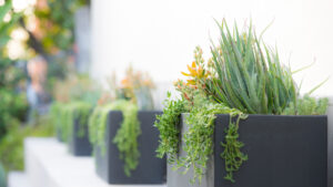 Potted succulents line a walkway
