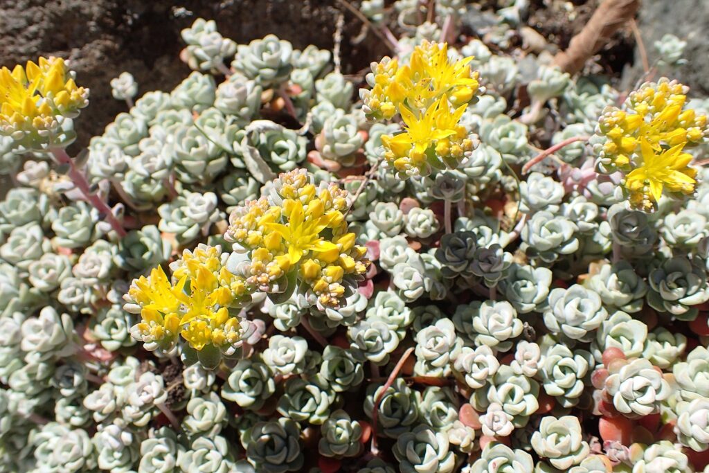 Sedum spathulifolium / Sedum