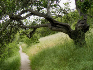 Oak tree in a meadow