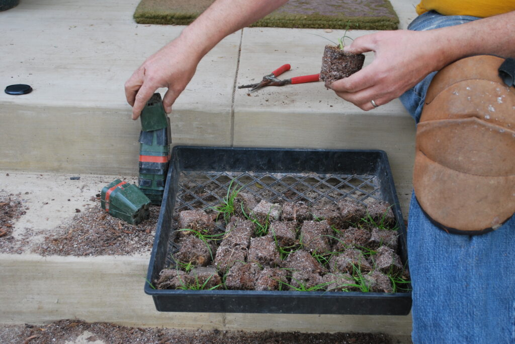 Small pots and grass