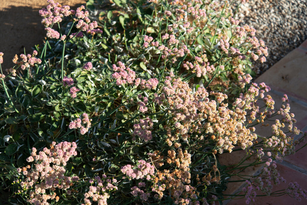 Pink Meadow Grass