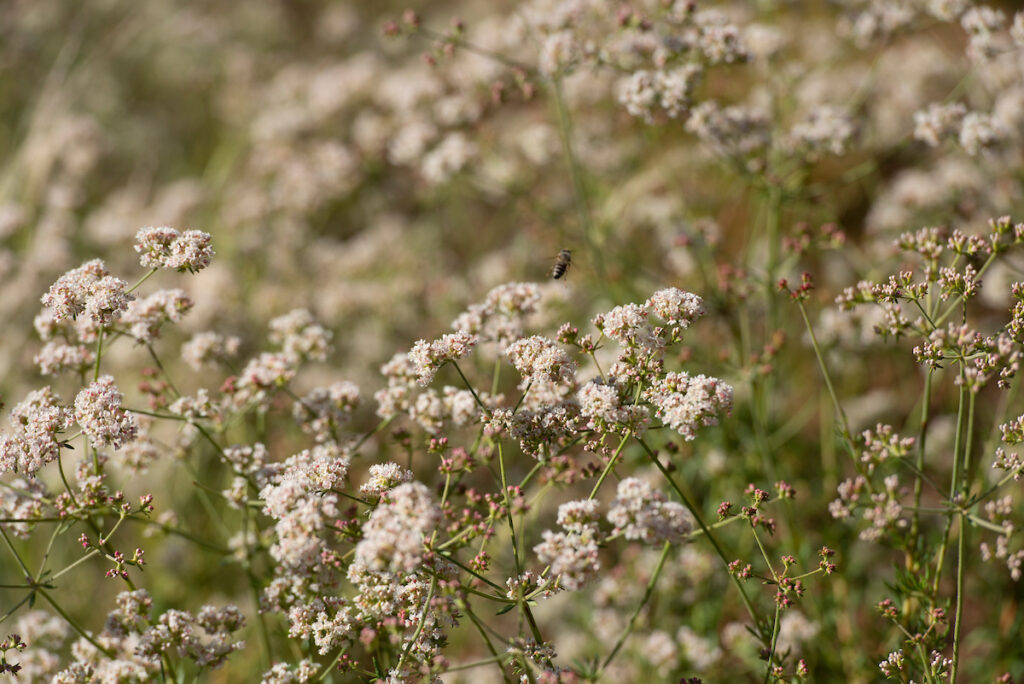 Meadow Grass with a Bee