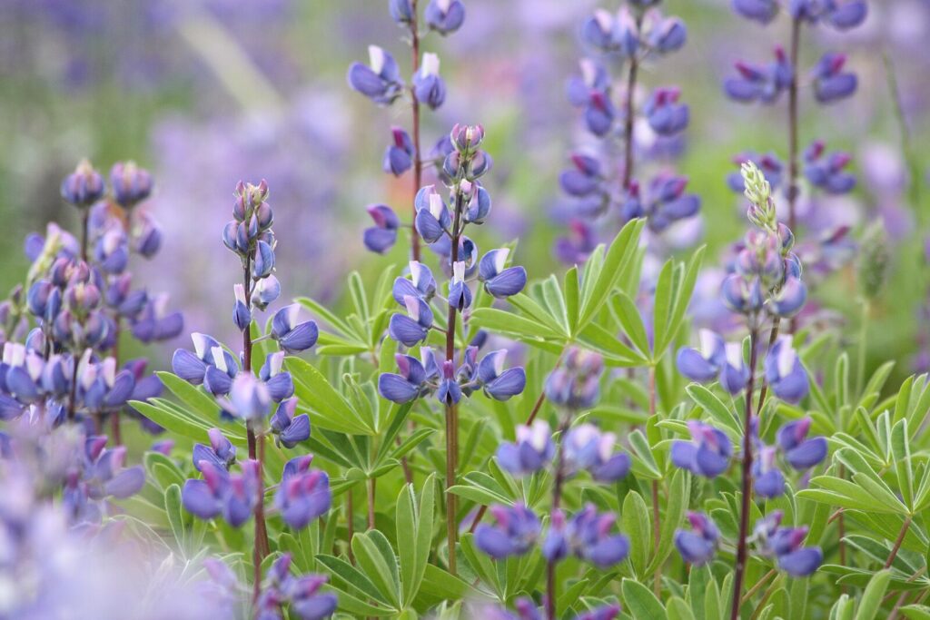 Lupinus latifolius / Lupine