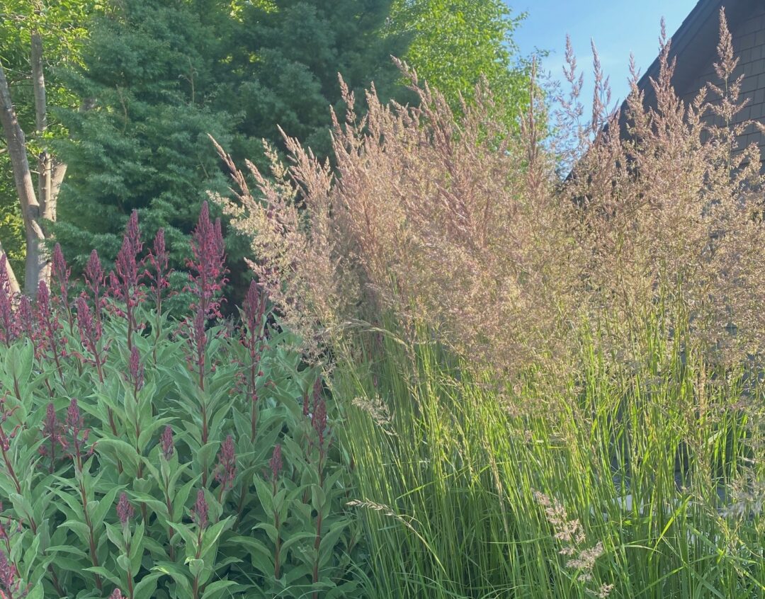 Calamagrostis x acutiflora ‘Karl Foerster’