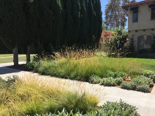 Seslaria autumnalis as part of a lawn landscape