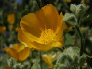 Abutilon palmeri