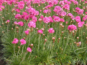 Armeria maritima