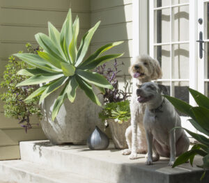 Dogs next to potted plants