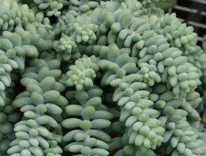 Sedum morganianum