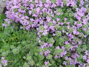 Elfin thyme