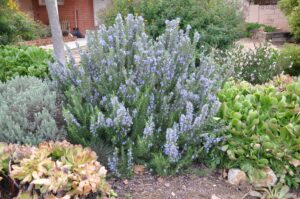 Tuscan Blue Rosemary