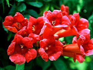 Campsis radicans 'Monmal' Balboa Trumpet Sunset Creeper