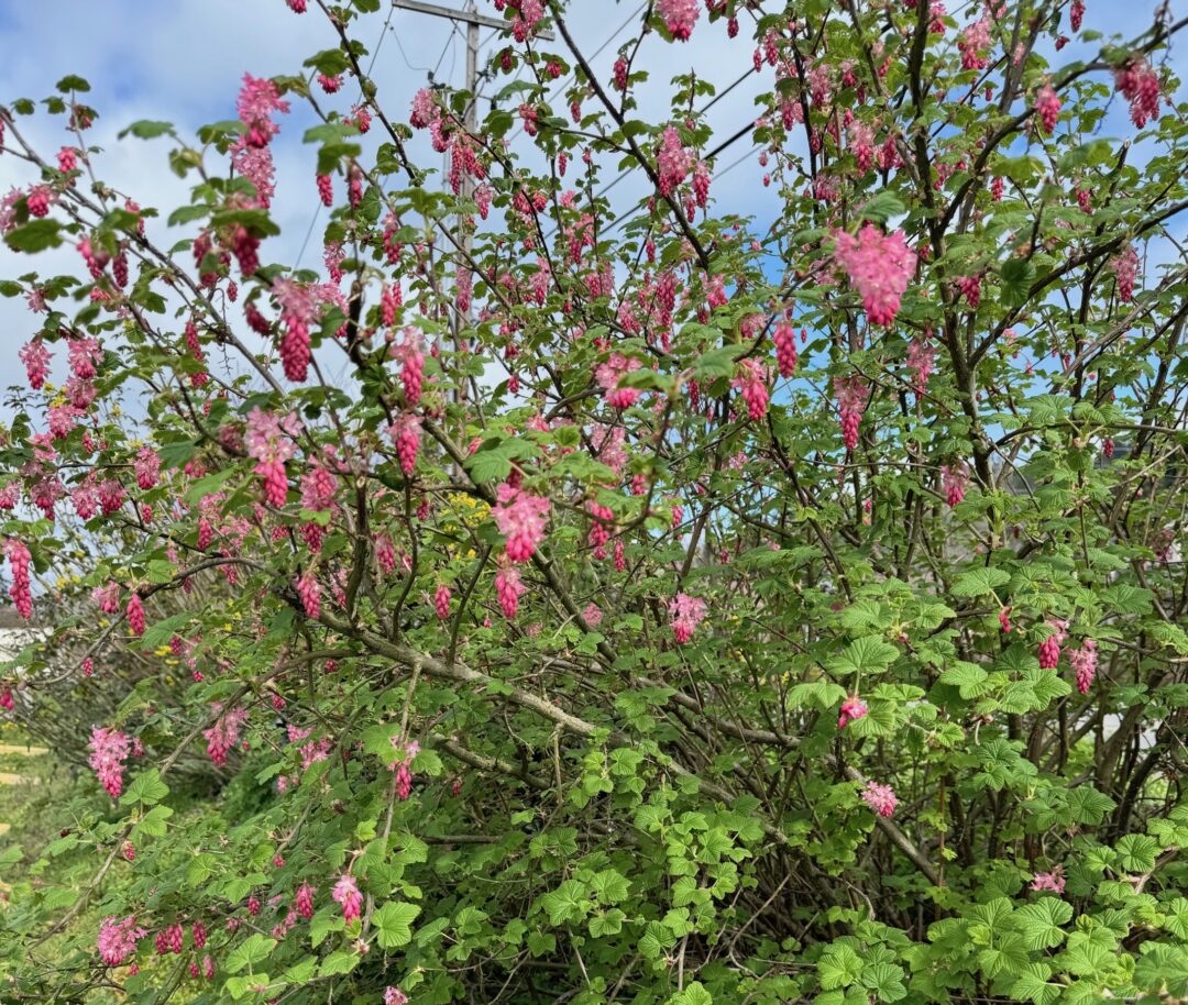 Ribes sanguineum
