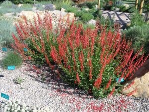 Penstemon-Firecracker, Penstemon eatonii